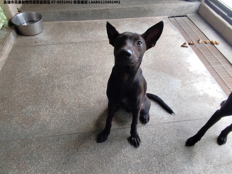 領養大型黑色公犬