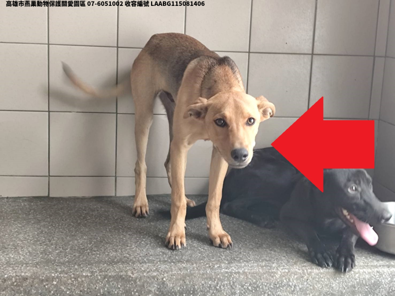 領養大型黃色公犬