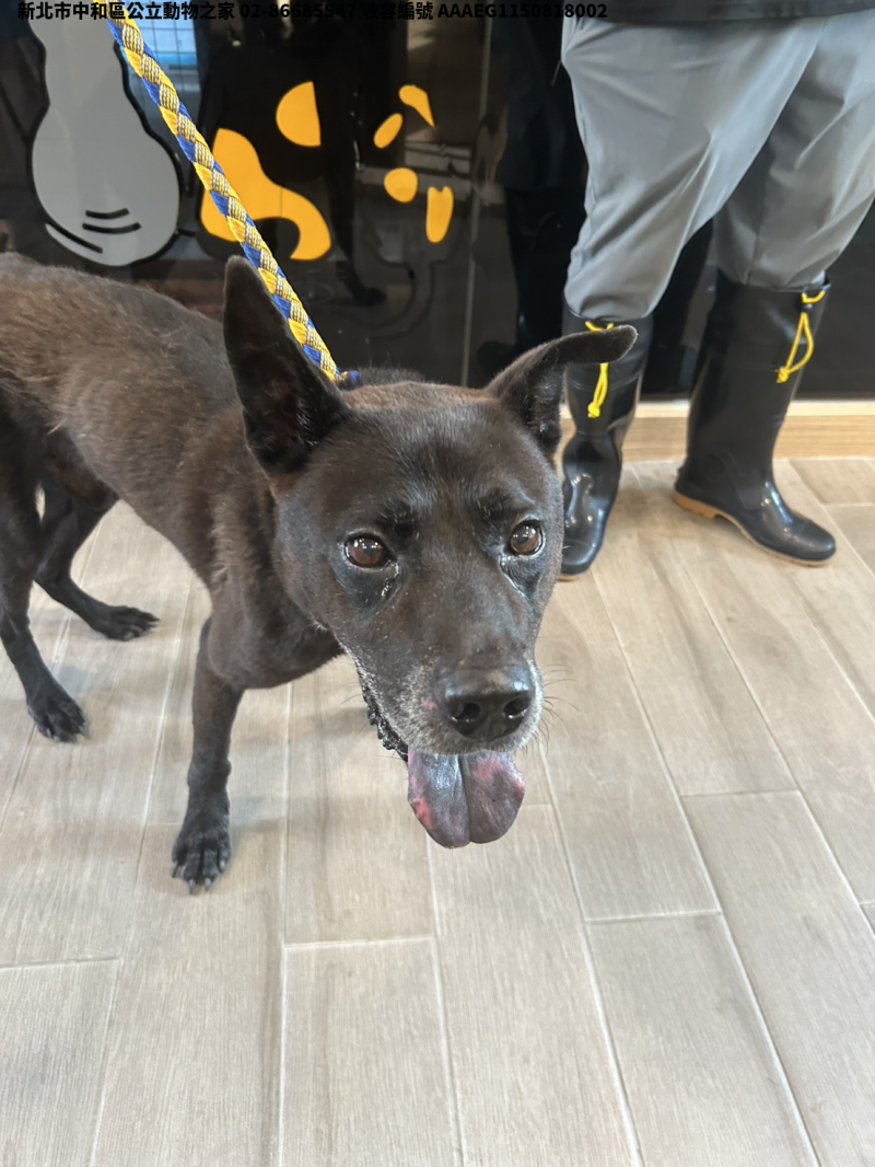 領養中型黑色公犬