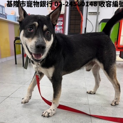 領養中型黑白色公犬