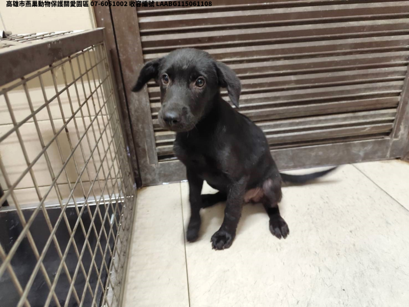 領養中型黑色母犬