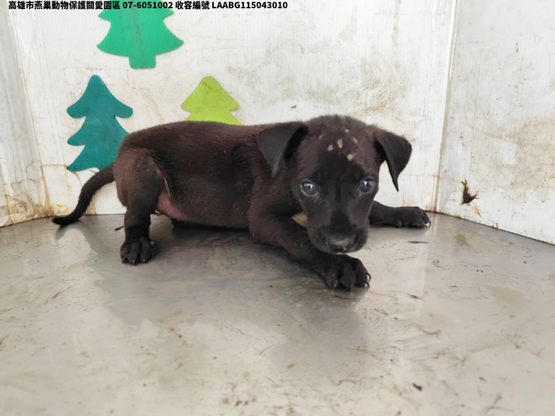 領養中型黑色母犬