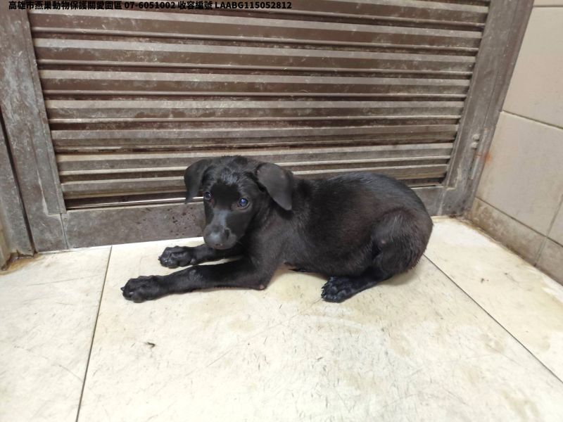 領養中型黑色母犬