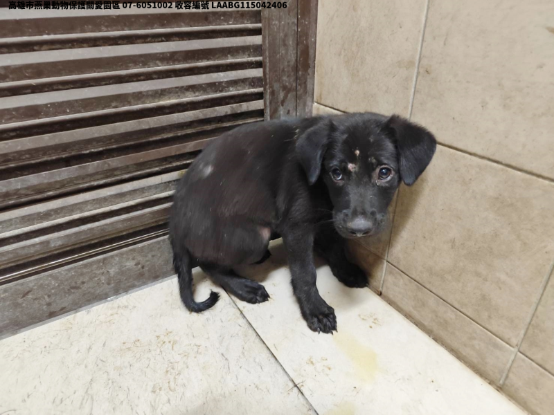 領養中型黑色母犬