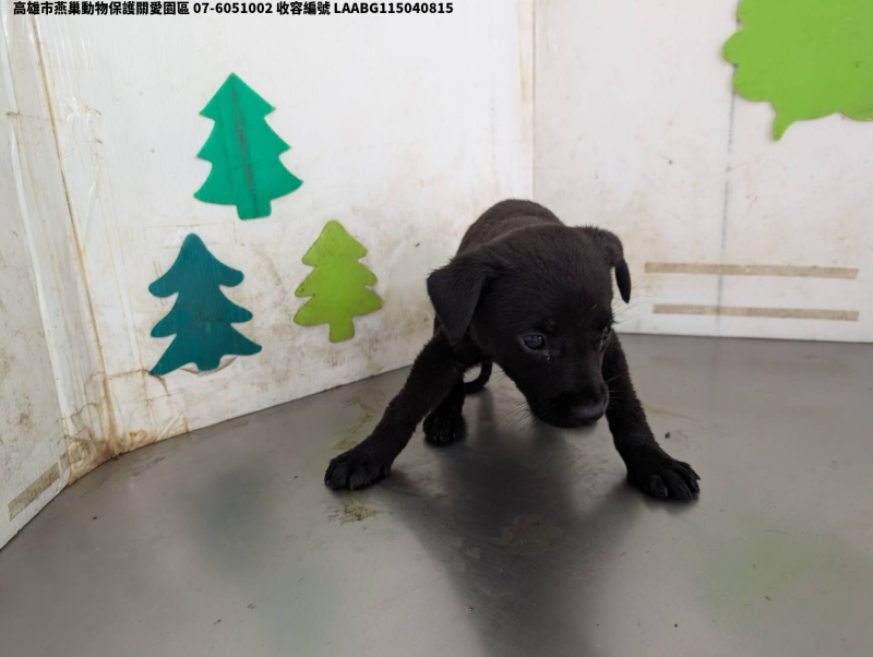 領養中型黑色母犬