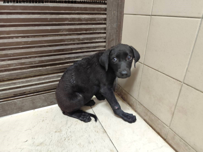 領養中型黑色母犬