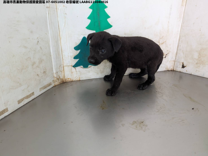 領養中型黑色母犬