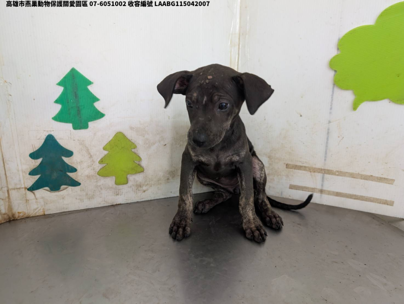 領養中型黑色母犬
