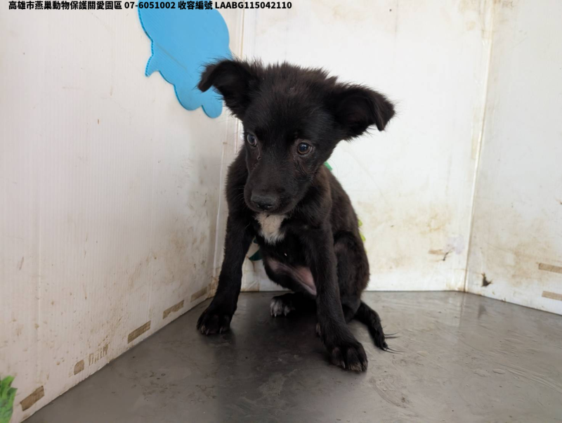 領養中型黑色母犬