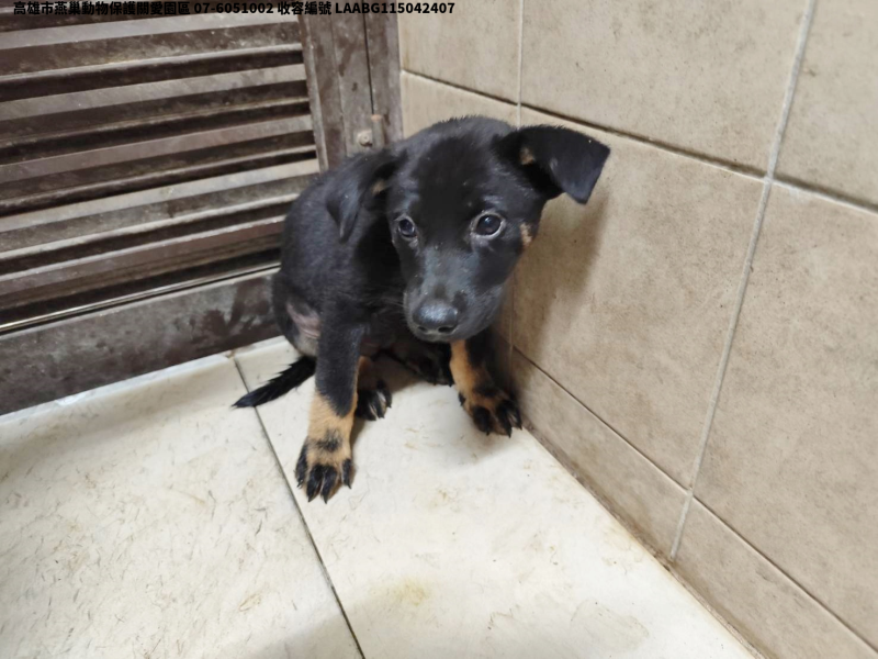 領養中型黑色母犬
