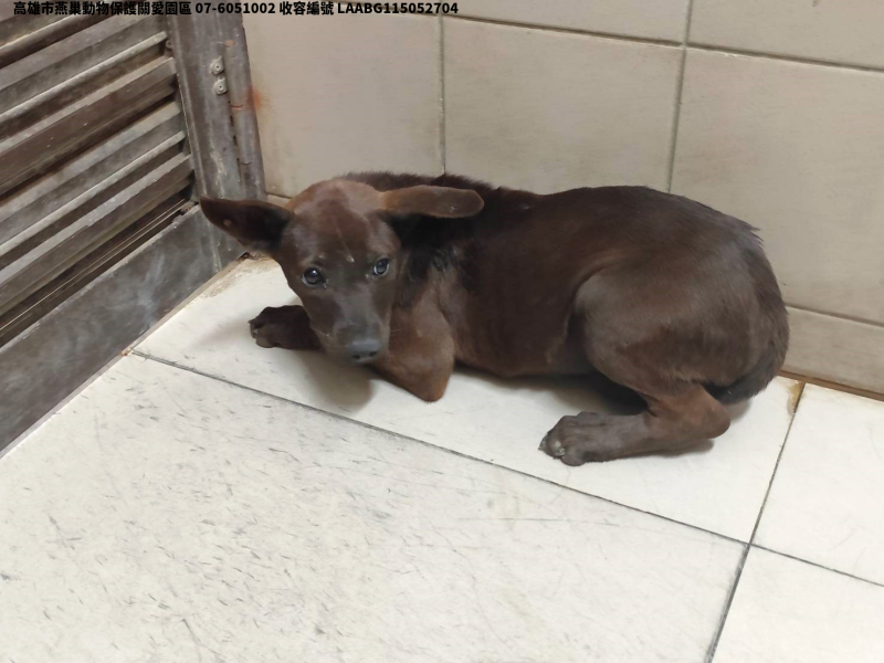 領養中型黑色母犬