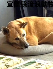 領養大型黃色母犬