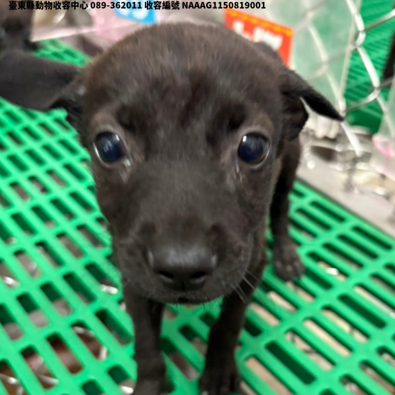 領養小型黑色母犬