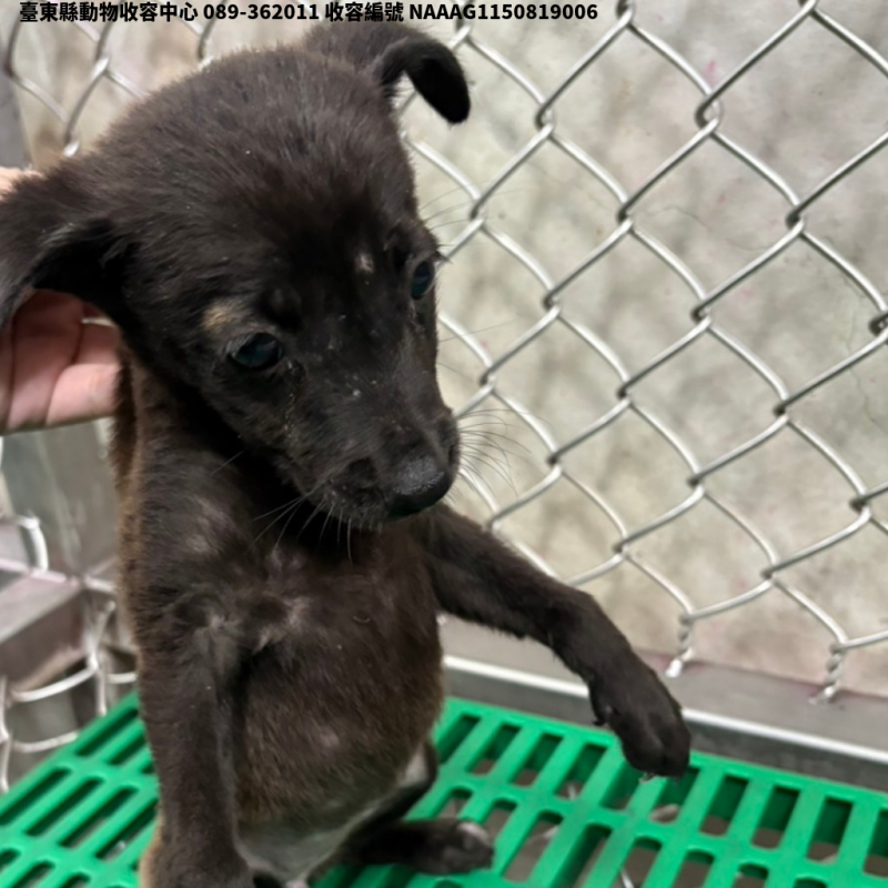 領養小型黑色母犬