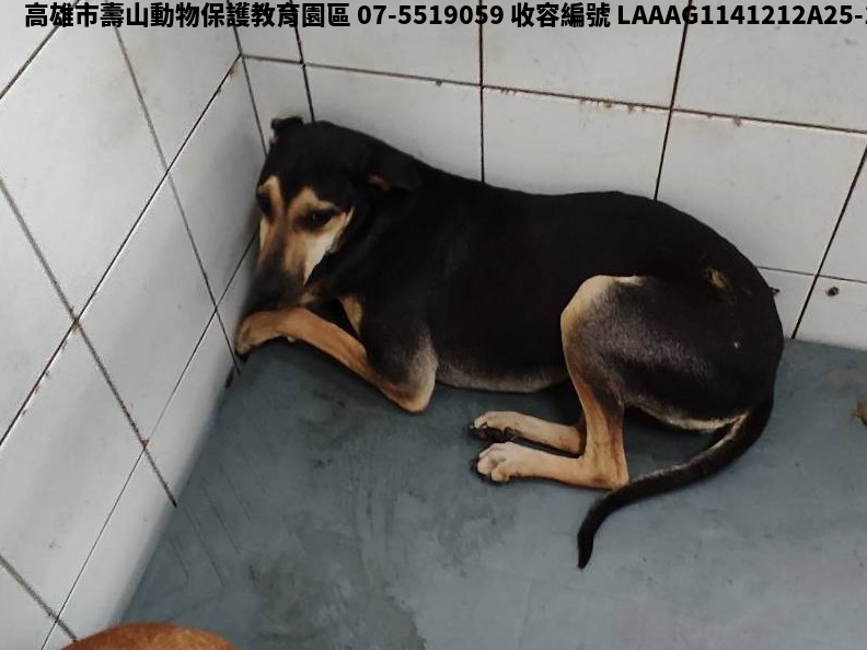 領養中型黑色母犬