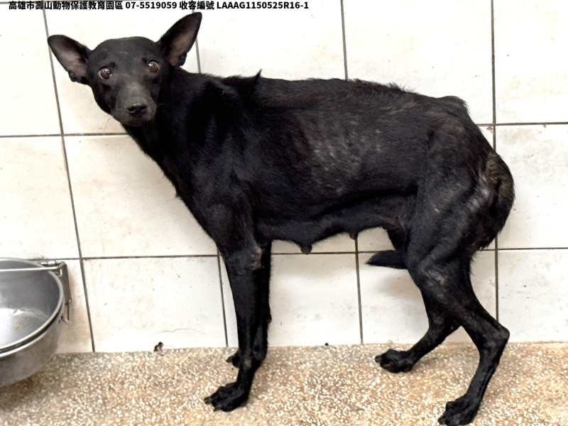 領養大型黑色母犬