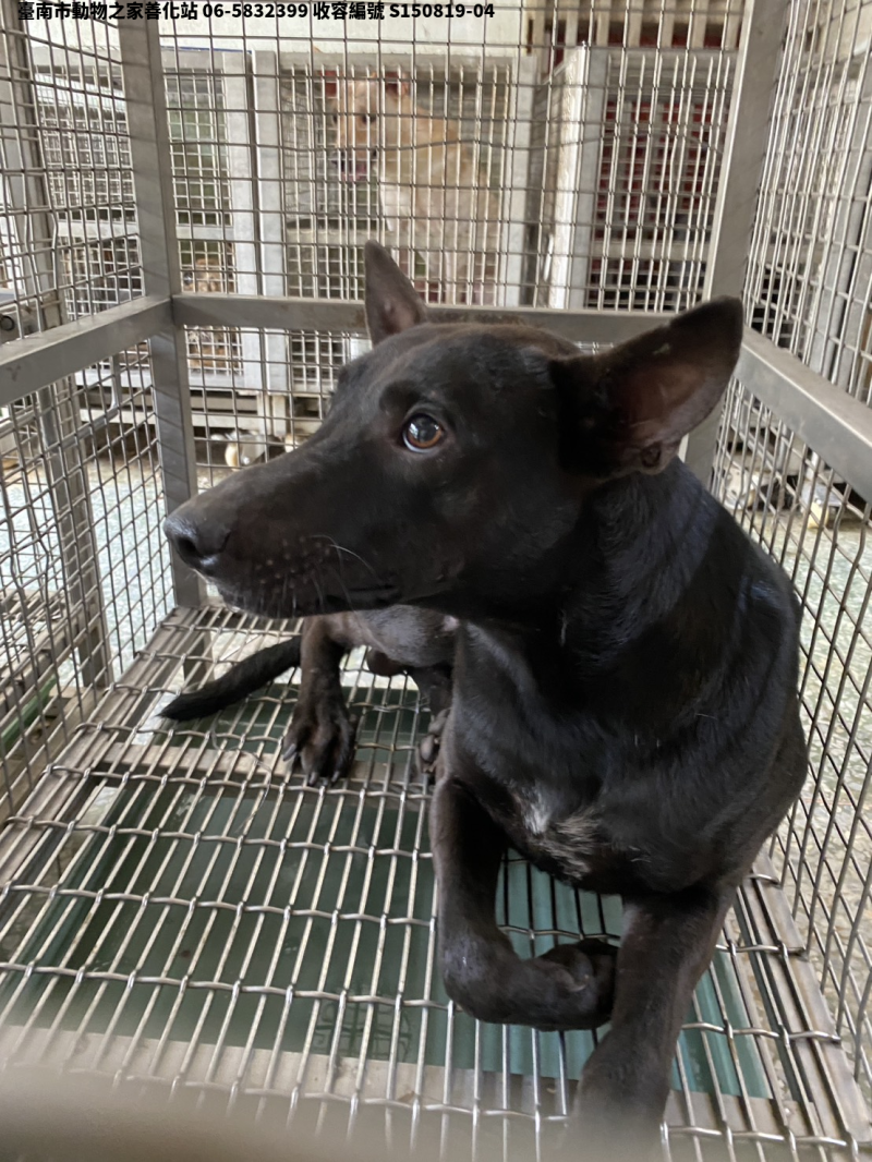 領養中型黑色公犬