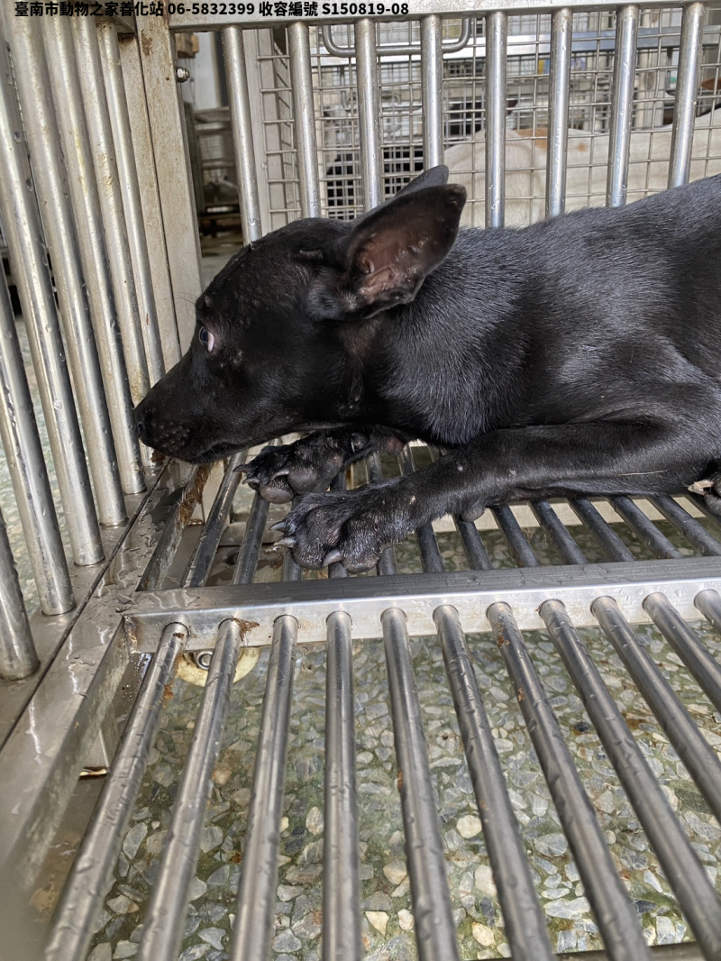 領養小型黑色母犬