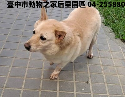 領養大型米色母犬