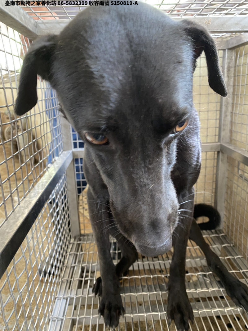 領養中型黑色公犬