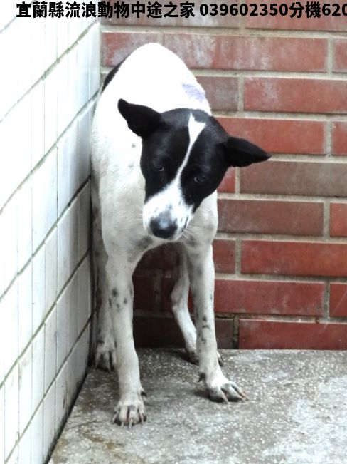 領養中型黑白色母犬