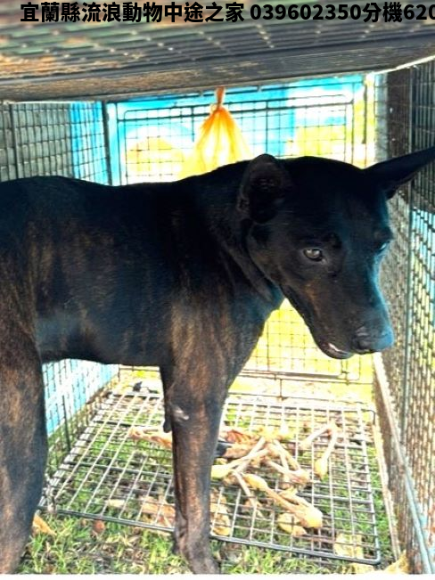領養大型黑色公犬