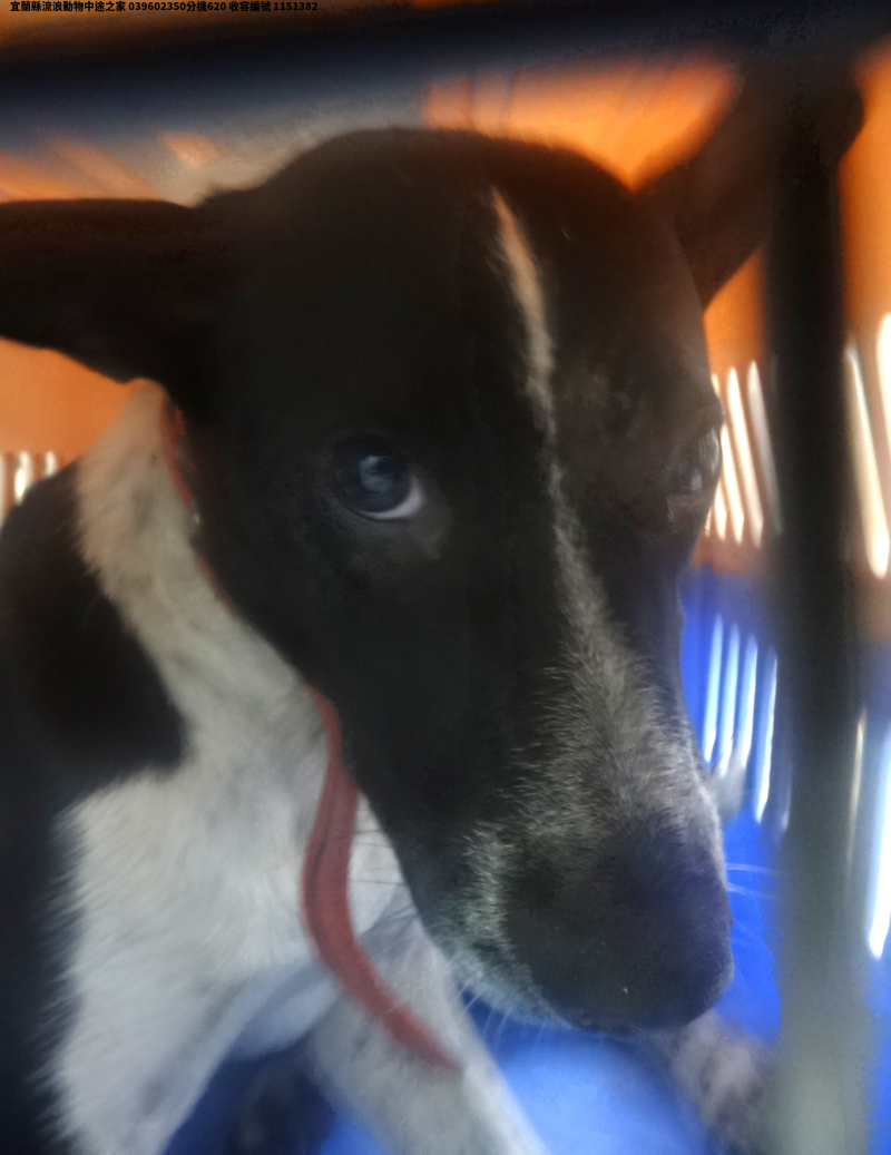 領養大型黑白色母犬
