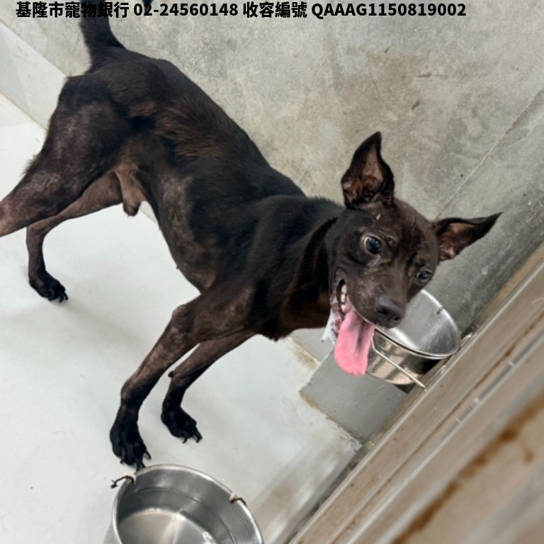 領養大型黑色公犬