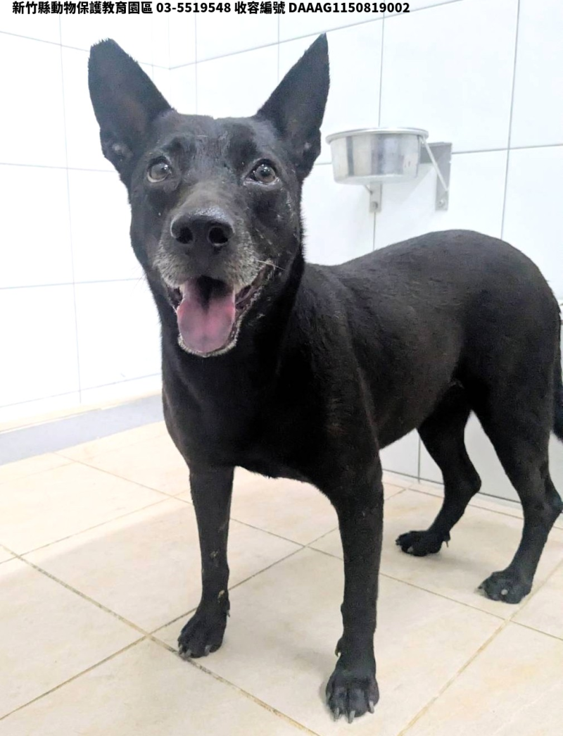 領養中型黑色母犬