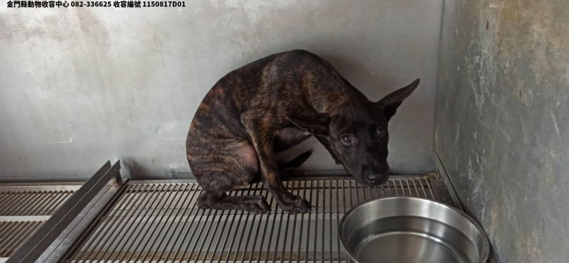 領養小型虎斑色母犬