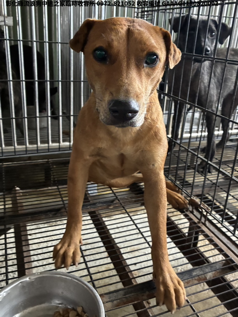 領養中型黃色母犬
