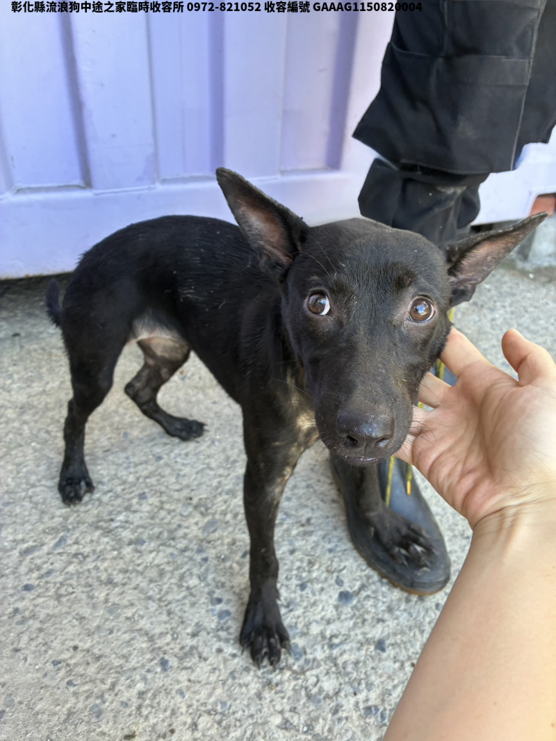 領養小型黑色母犬