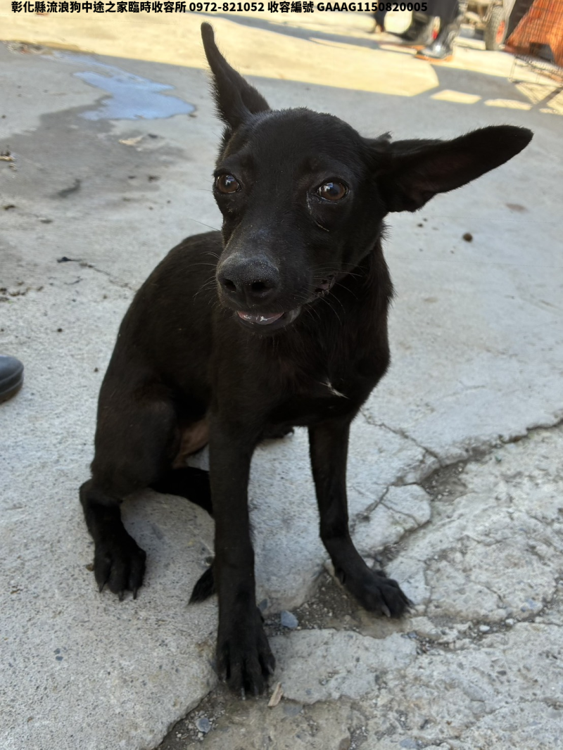 領養小型黑色母犬