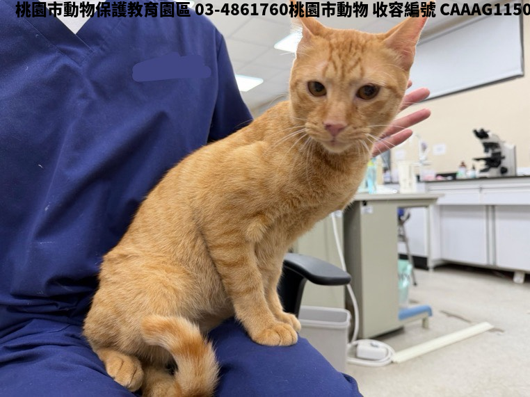 領養中型黃虎斑色公貓