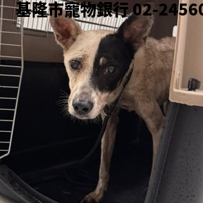 領養大型黑白色母犬
