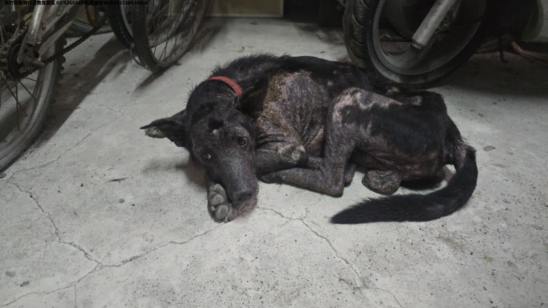 領養中型黑色公犬