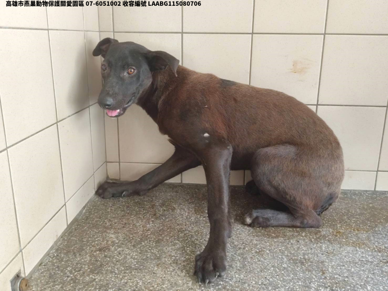 領養大型黑色母犬