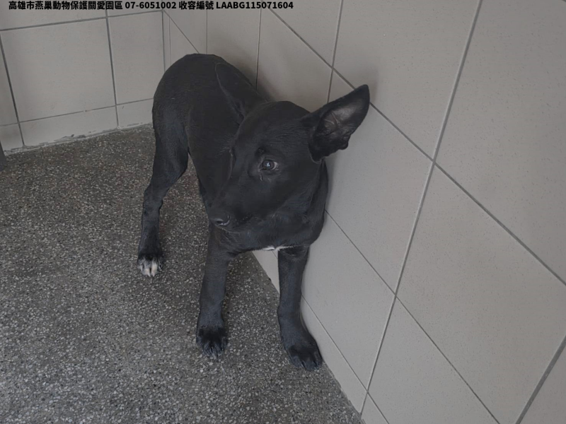 領養大型黑色母犬