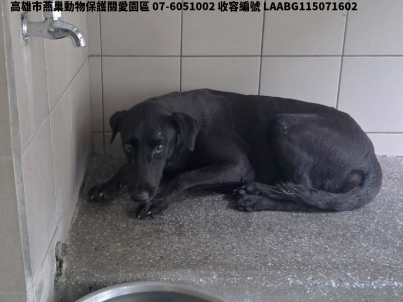 領養大型黑色母犬