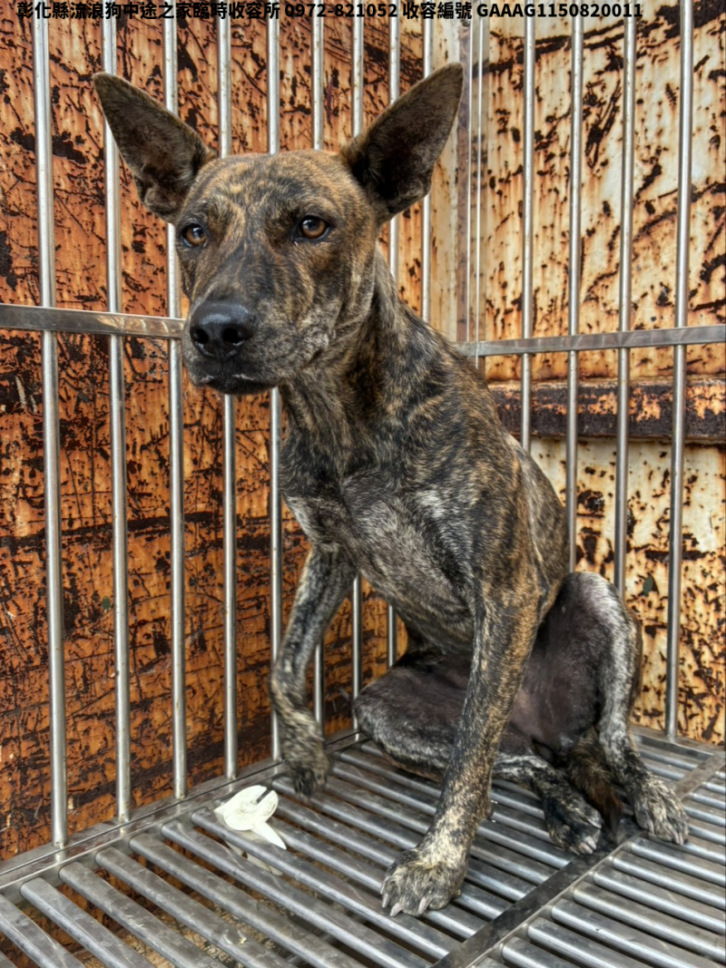 領養中型虎斑色母犬