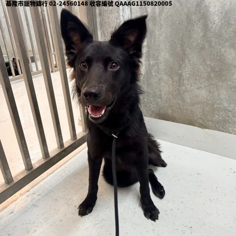 領養大型黑色公犬