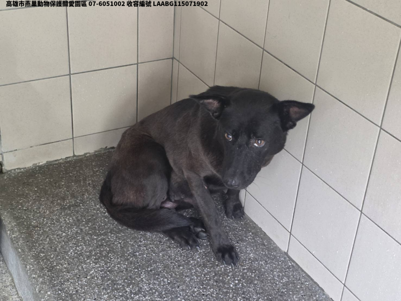 領養大型黑色母犬
