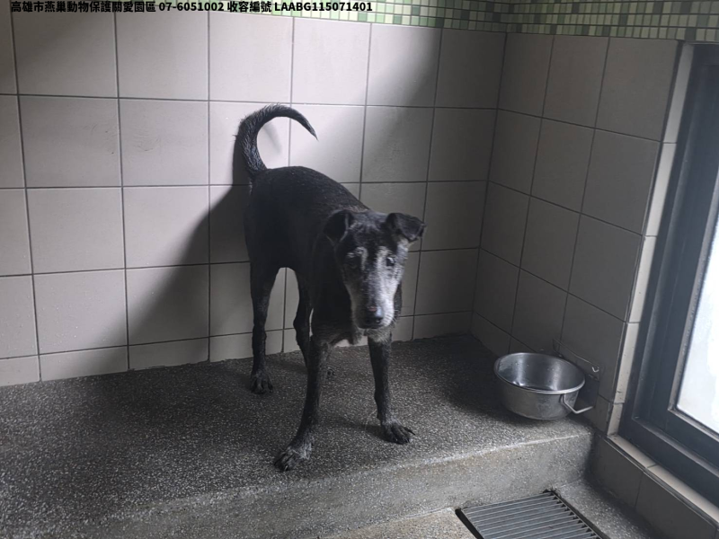 領養大型黑色母犬