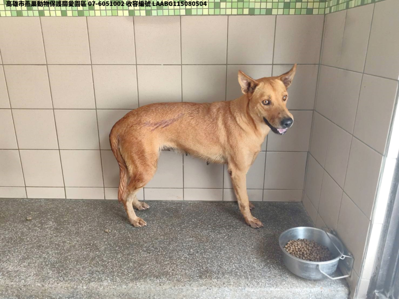 領養大型黃色母犬