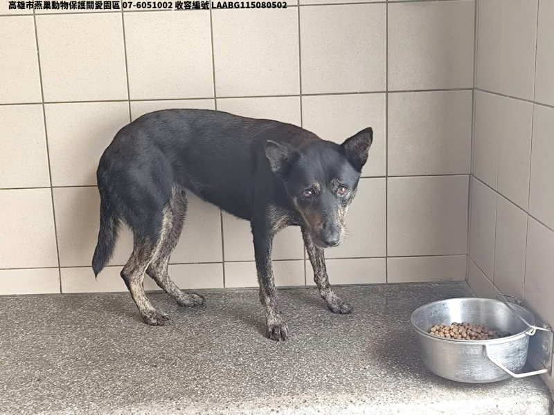 領養大型黑色母犬