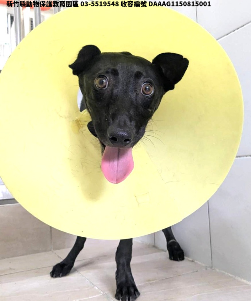 領養中型黑色母犬