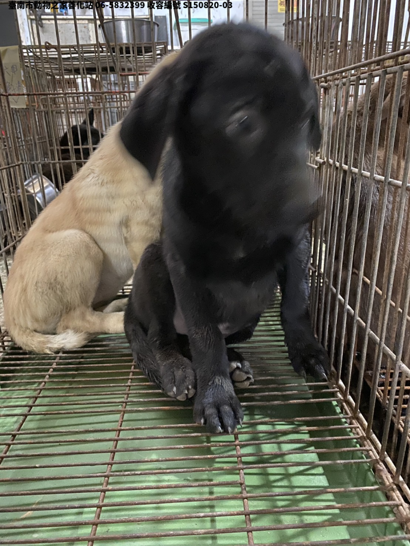 領養小型黑色公犬