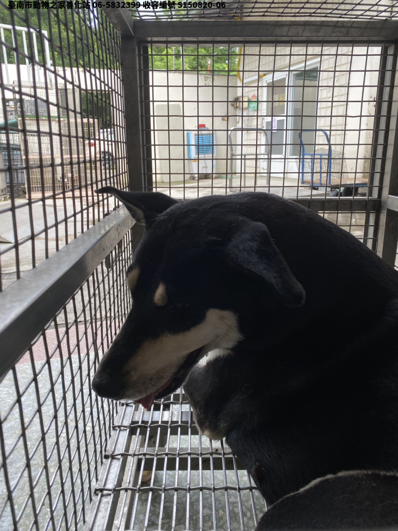 領養大型黑黃色母犬