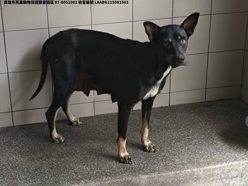 領養大型黑色母犬