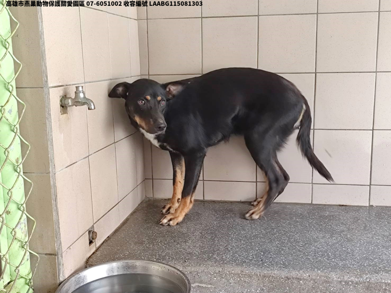 領養大型黑色母犬